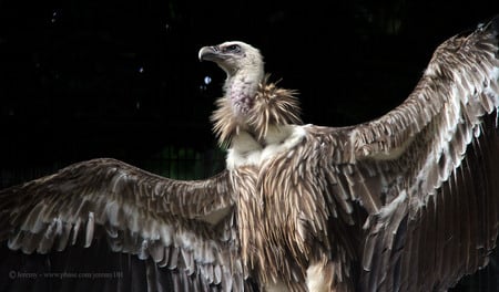 Himalayan Griffon Vultures - wingspan, himalayan griffon vulture, vulture, birds of prey