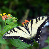 butterfly with broken tail on lantana