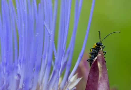 Go Away - pretty, flower, animals, bugs