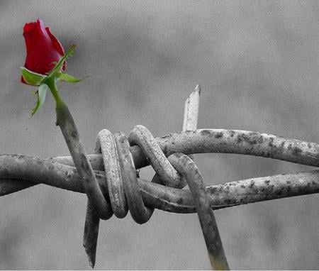 Barbed Love - nature, rose, flower, photography