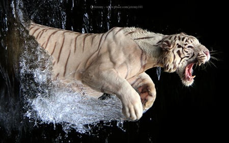 You Can Feel The Power! - leaping, white tiger, fearsome, power, ferocious