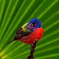 Colorful bird