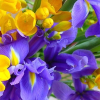 Purple and yellow flower