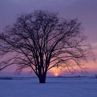 Winter tree