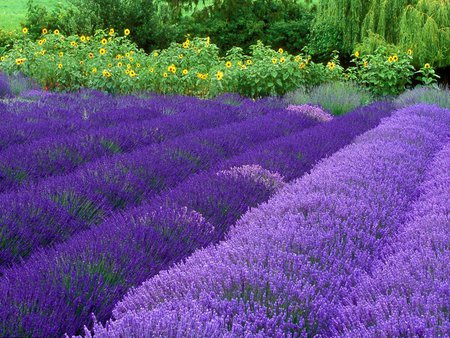 Purple garden - field, garden, flower, nature