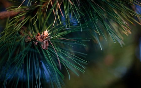 cedar - macro, forest, tree, green