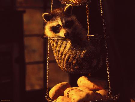 Hanging Basket Raccoon