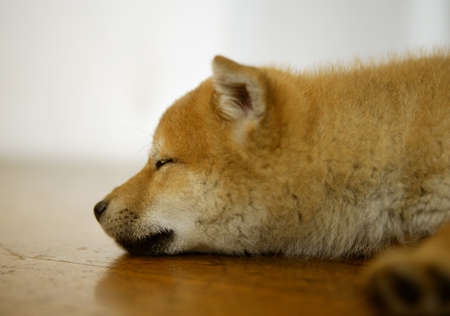 lovely - sleep, dogs, hachiko, lovely, animals