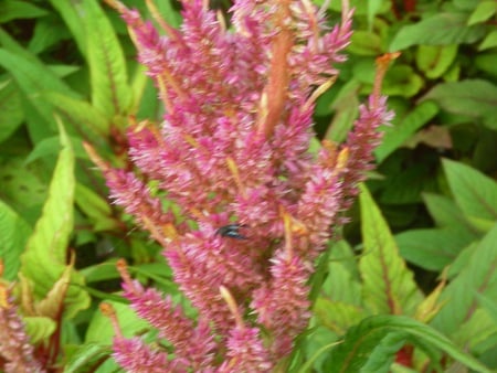 Flowers - nature, flowers, beautiful