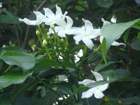 White flowers - white, nature, flowers