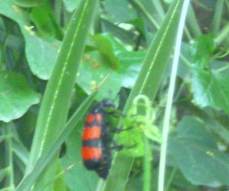 bugs - bugs, others, red and black, animals