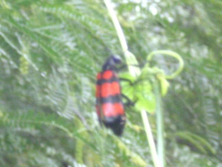 Bugs - black and red, animals, bugs, others