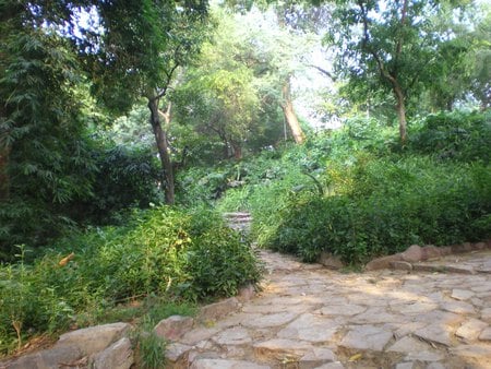 Hill - hill, flowers, jinnah garden, nature