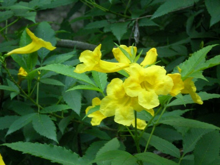 Yellow beauty - flowers, yellow beauty, nature