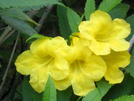 Amazing yellow - nature, flowers, amazing yellow