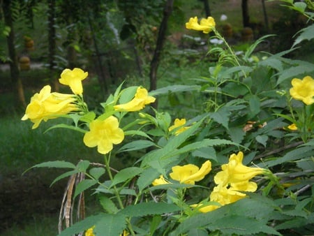 Yellow flowers - nature, flowers, yellow