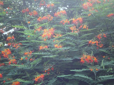 Flowering tree - nature, flowering tree, flowers