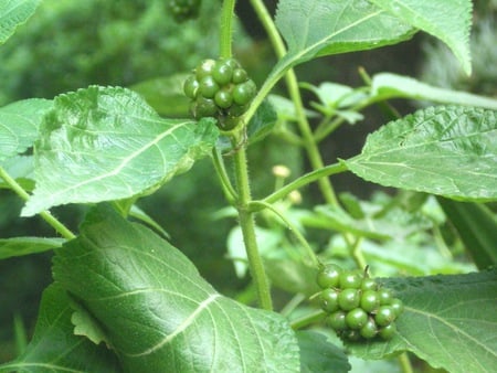 fruit and  seeds of Lantana - nature, flowers, fruits and seed of lantana