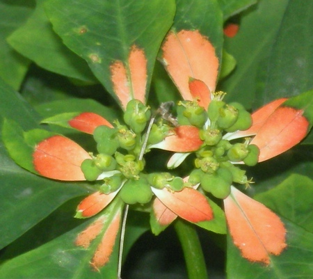 Mini flowers - flowers, beautiful, mini flowers, nature