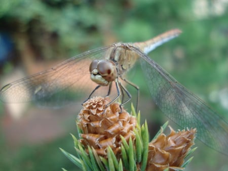 goggled insect-dragonfly - fast, insect, gently, small