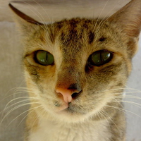 cat