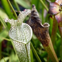 Carnivorous plant