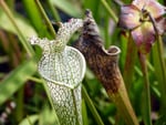 Carnivorous plant