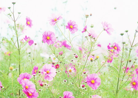 Flowers - flowers, beauty, flower, nature