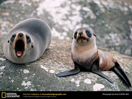 HEYYY YOUUU!!!!!! - yell, cute, babies, seals, lol, baby, rofl