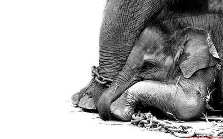 slavery - chain, elephants, animals, slavery