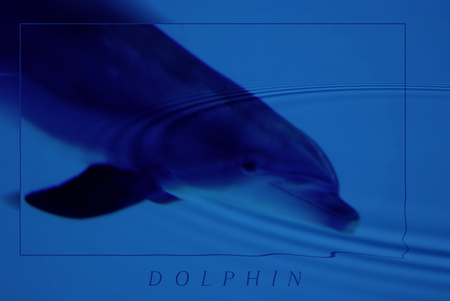 Dolphin - ocean, liberty, sea, dive, dolphin