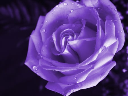 Purple rose - purple, flowers, rose, roses