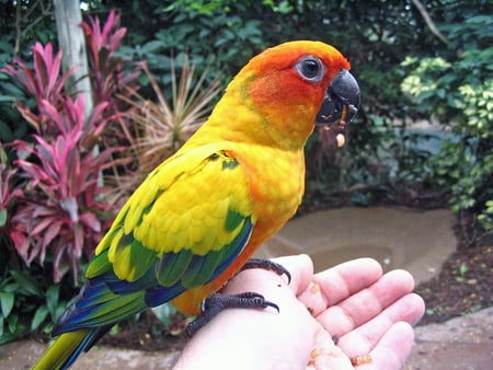 Yum-Yum Tasty Worm - bird, colorful, yellow, tropical, parrot, orange