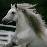 Grey Spaniard