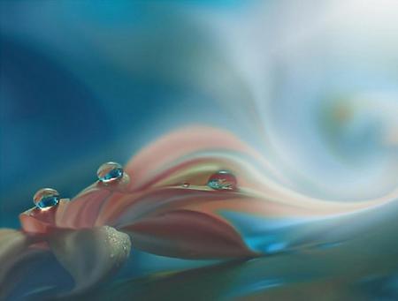 Delicate flower - dew drops, softness, blue background, pink flower, misty