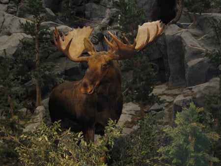 Cool Moose - tress, woods, rocks, green