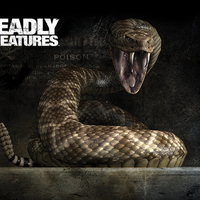 Deadly Creatures