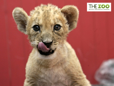 Mmmmmm Good - cub, cute, zoo, lion, belfast