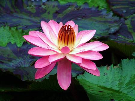 Crowned Lily - flower, water, pink, lily