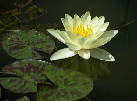 Yellow Water Lily - yellow, lily, water, pond, flower