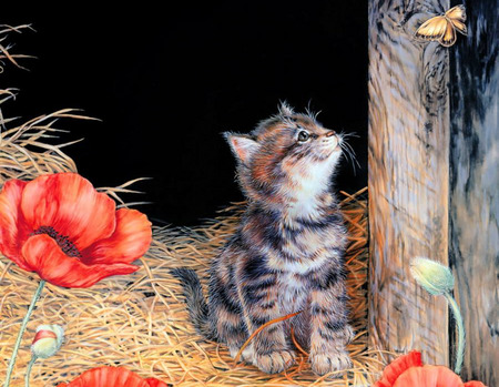 Fascination - red poppies, butterfly, cat, night, tree, flowers, kitten