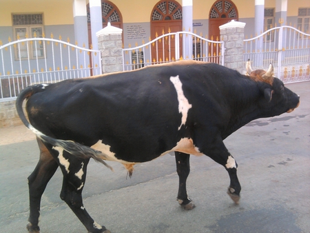 BULL - stronge, attacking, black, onstreet