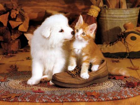 Best Friends - puppie, rug, shoe, kitten