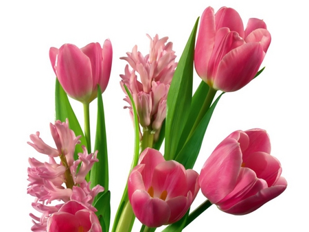 Tulips - beautiful, photography, beauty, lovely, pink, tulip, flowers, tulips, nature, hyacinth