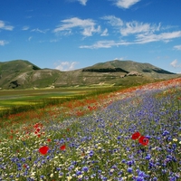 Field Of Flowers