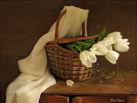 still life - nice, beauty, photography, tulips, bouquet, basket, still life, white, cloth, white tulips, cool, white cloth, veil, beautiful, flowers, tulip, photo, flower