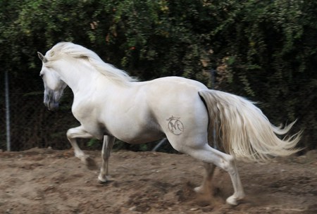 Run Like The Wind - spanish horse, horses, grey, andalusian horse, spaniah, andalusian, wind