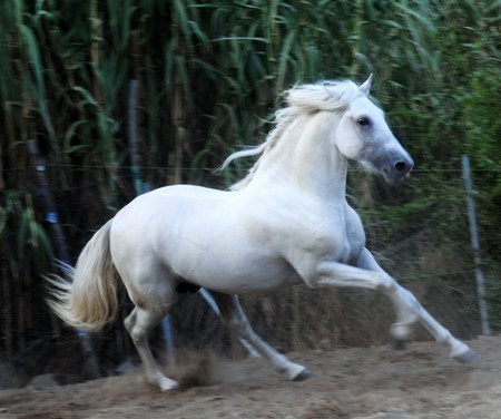 Run Like The Wind 1 - horses, spanish horse, grey, andalusian horse, wind