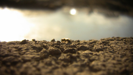 Bee - ground, bee, dof, horizont, rock, road, puddle