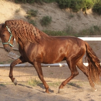 Chestnut Spanish Stallion